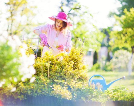 Routine hedge maintenance and selective cutting for a dense hedge